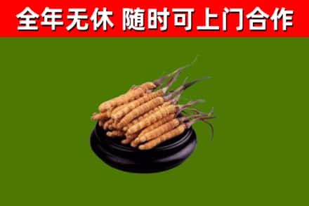 殷都回收冬虫夏草