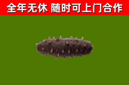 殷都回收海参干